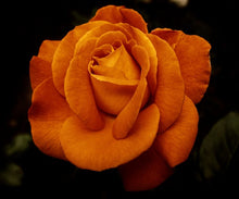 Load image into Gallery viewer, Sp từ MC =&gt;S update tên